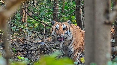ജിം കോര്‍ബറ്റ് നാഷണല്‍ പാര്‍ക്ക്
