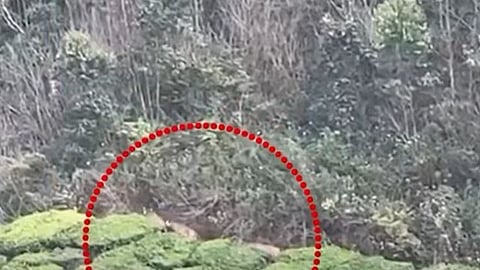 Three tigers in populated areas in Munnar, concern