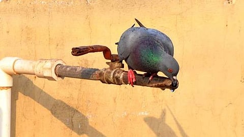 കടുത്ത ചൂടില്‍ പൈപ്പില്‍ നിന്ന് വെള്ളം കുടിക്കുന്ന പ്രാവ്