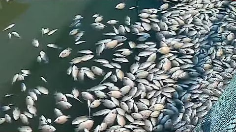 fish died in large numbers in periyar