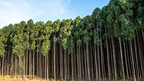 controversial-eucalyptus-planting-order-withdrawn