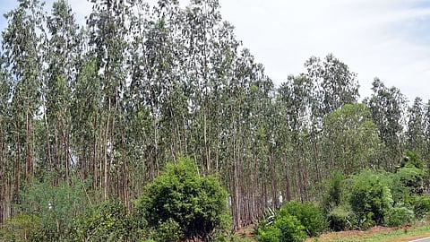 eucalyptus