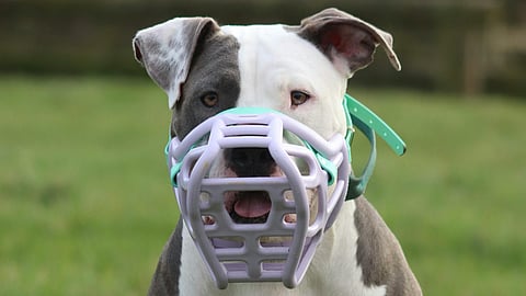 Woman death in by  registered XL bullies