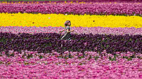 Harrison Tulip Festival, in Agassiz