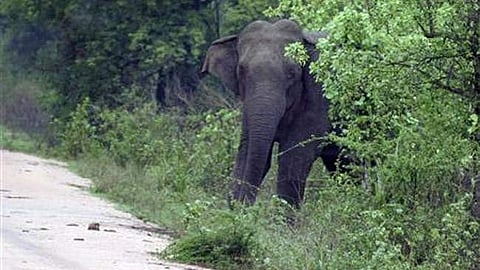 Elephant