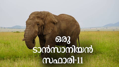 ''വിരഹത്തിനു തയ്യാറെടുക്കുന്ന കമിതാക്കളെപ്പോലെയാണിപ്പോള്‍ ഞങ്ങളും സെരങ്കട്ടിയും അതിലെ മൃഗങ്ങളും മരങ്ങളും പുല്‍പ്പരപ്പും പാറക്കെട്ടുകളും'' 