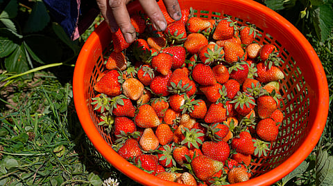 freshly harvested strawberries Kashmir, in Gasso