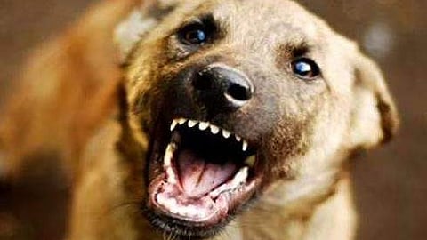 dog attack