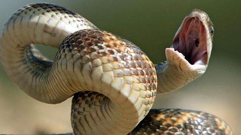 snake bite