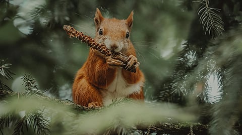 Red squirrels
