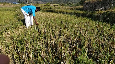 Crop losses due to wild animal attacks will be covered under the Pradhan Mantri Fasal Bima Yojana