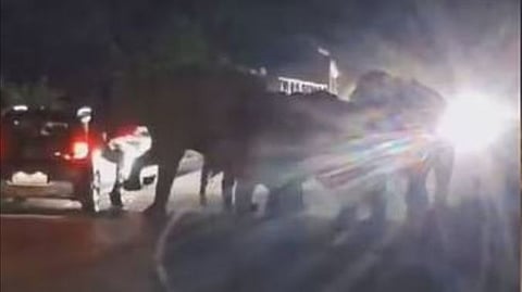 Nadukani Pass, elephants rushed towards vehicles