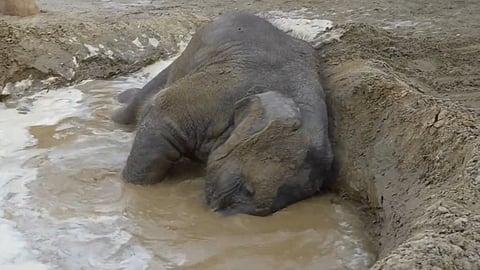 Rescued baby elephant Bani