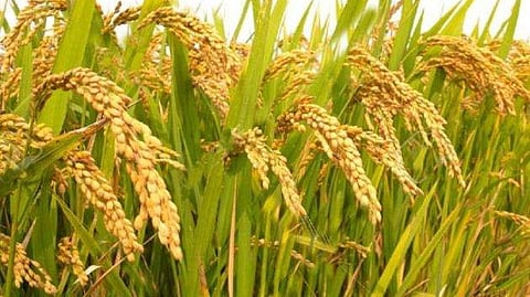 പ്രതീകാത്മക ചിത്രം