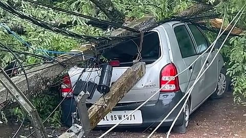 tree fell on the parked car