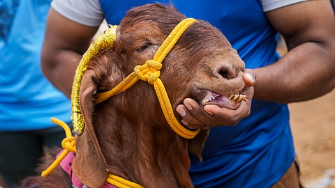 India... through pictures