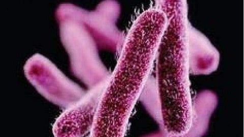 Shigella confirmed four children in Malappuram