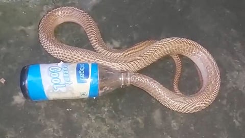 SNAKE TRAPPED