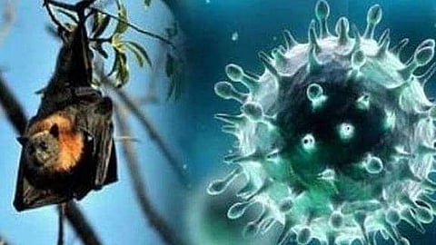 Nipah virus resurfaces in Kerala, two cases reported