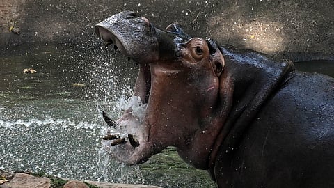 Ranchi Zoo Caretaker Dies After Hippopotamus Attacks Him, Probe Underway