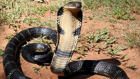 king cobra
