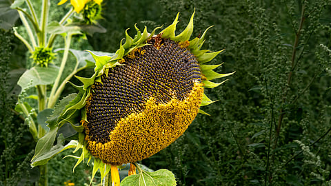 sunflower seeds