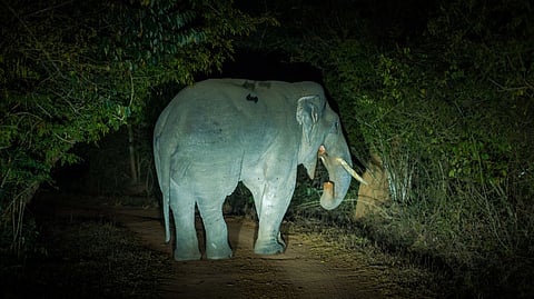 elephant -wayanad tragedy