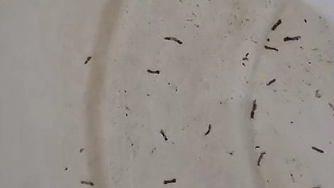 Wastewater used for cooking purposes Milma locked the booth