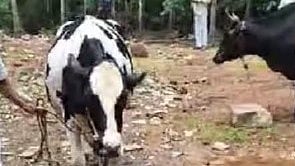 Unlicensed farm was seized 