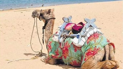 CAMEL