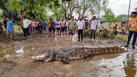 Heavy Rain in Gujarat
crocodiles Enter Residential Areas In Vadodara 