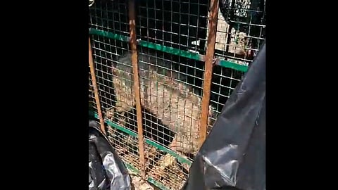 wolves killed as many as eight children 