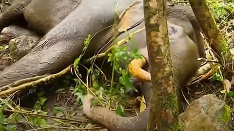 Wild Elephant Murivalan Komban