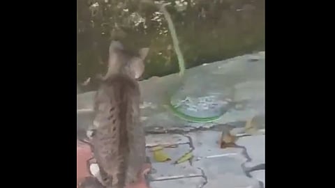 Cat vs Snake fight