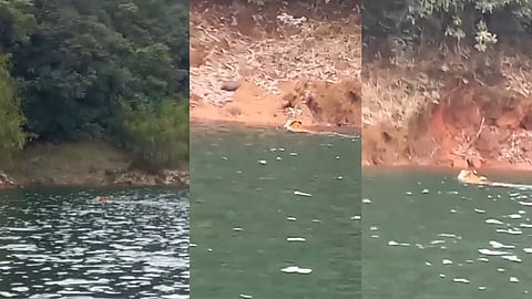 Tiger reached Kakkayam Dam, swimming through the water  viral video