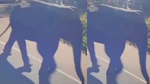 elephant in a residential area in Perampra, alert