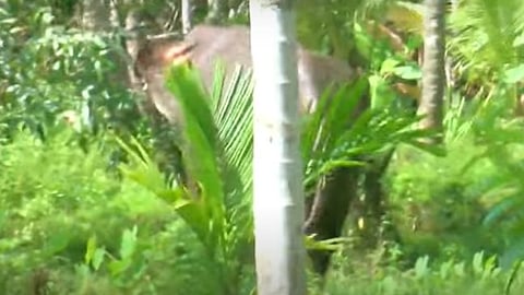 elephant in a residential area in Perampra was taken to the forest