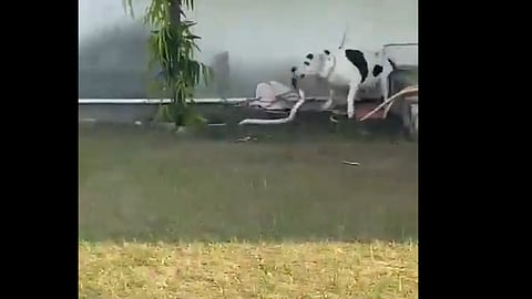 Pit Bull Saves Children By Killing King Cobra 