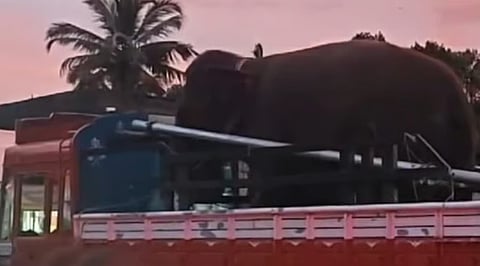 ഷൂട്ടിങ്ങിനെത്തിച്ച ആന 