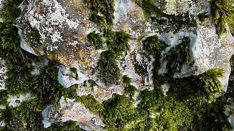 Antarctica is turning green, study shows 