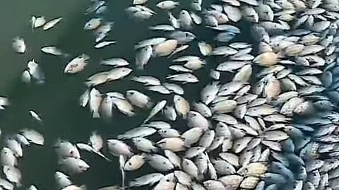 fish died in large numbers 