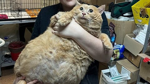 Kroshik (Rusian for Crumbs)