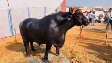 1,500 Kg Buffalo Eats 20 Eggs A Day