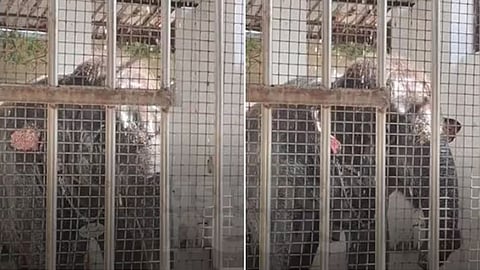 two people,  were trampled to death by a temple elephant  in Thoothukudi