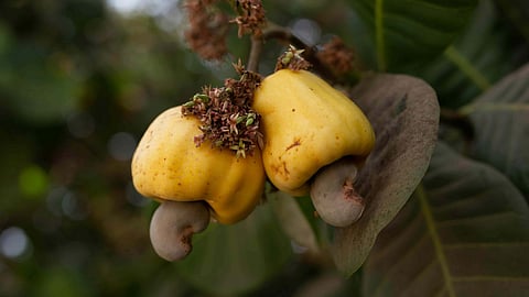 cashew image