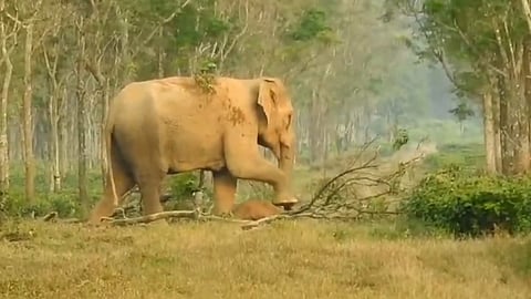 Elephant Mother not able to comprehend death of her calf