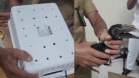വില രണ്ട് ലക്ഷം രൂപ വരെ; നെടുമ്പാശേരി വിമാനത്താവളം വഴി അപൂര്‍വ്വ ഇനം പക്ഷികളെ കടത്തി, വിഡിയോ