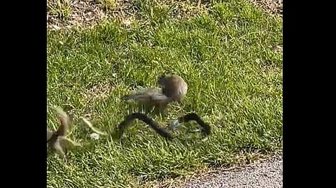 squirrel saving his friend from a snake