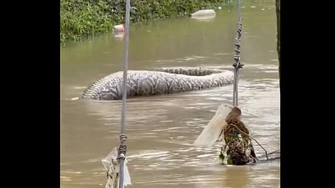 Thailand Snake Video