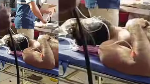 elephant attack in Wayanad; Construction worker seriously injured